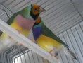 /album/fotos%20das%20instala%c3%a7oes%20e%20algumas%20das%20mimhas%20aves/pedro-exoticos-019-jpg/